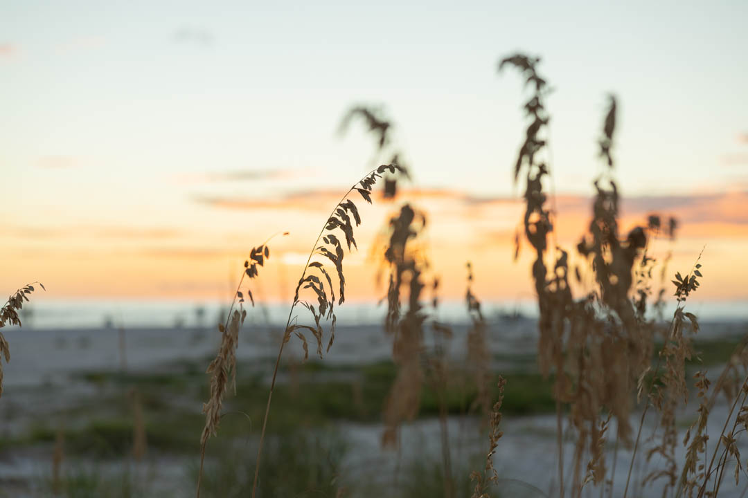 Golden light across coastal grass at sunset.